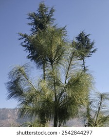 It's a tree found in the mountains