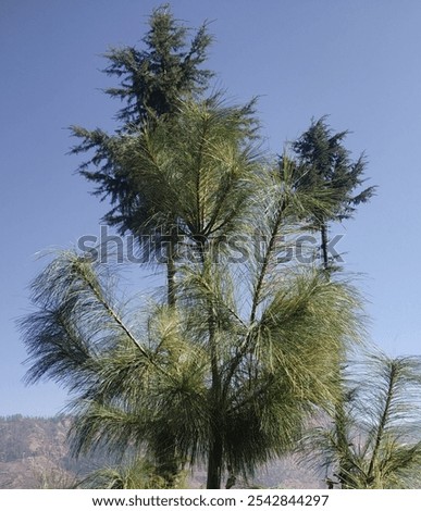 It's a tree found in the mountains
