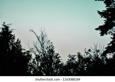 Tree Framed Sky