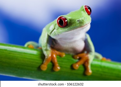 Tree frog	