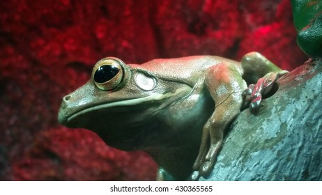 tree frog 