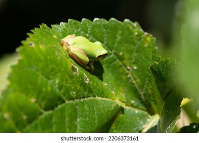 A Tree Frog Basking In The Sun After Rain