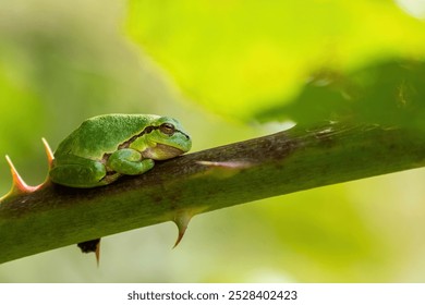 Tree frog between the thorns