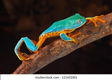 Tree Frog Climbing Branch Tropical Treefrog In Amazon Rain Forest Cruziohyla Or Phyllomedusa Calcarifer Lives In Exotic Rainforest Of Colombia, Costa Rica, Ecuador, Nicaragua And Panama