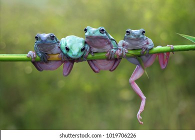 나무개구리, 가지위에 두툼한 개구리