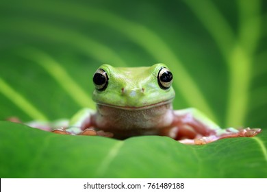 Tree frog, dumpy frog on leaves