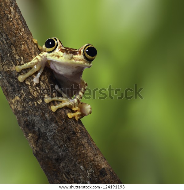 Suchen Sie Nach Tree Frog Ecuador Tropical Amazon Rainforest Stockbildern In Hd Und Millionen Weiteren Lizenzfreien Stockfotos Illustrationen Und Vektorgrafiken In Der Shutterstock Kollektion Jeden Tag Werden Tausende Neue Hochwertige Bilder