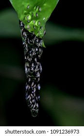 Tree Frog Eggs