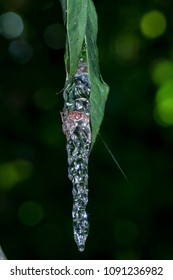 Tree Frog Eggs