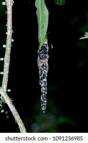 Tree Frog Eggs