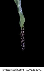 Tree Frog Eggs