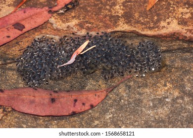 Tree Frog Eggs Laid In Flowing Stream