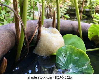 Tree Frog Eggs In The Lotus Bowl.