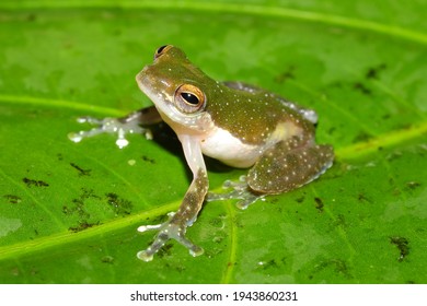 The Tree Frog From The Family Rhacophoridae Feihyla Kajau In Its Natural Habitat, Tropical Rainforest, Borneo