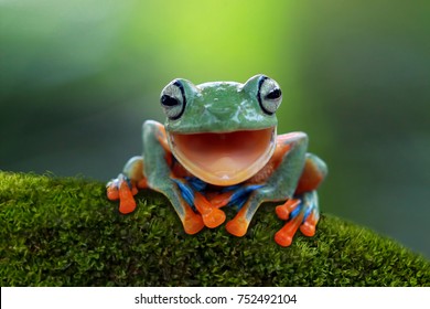 Tree frog  Flying frog laughing  animal closeup