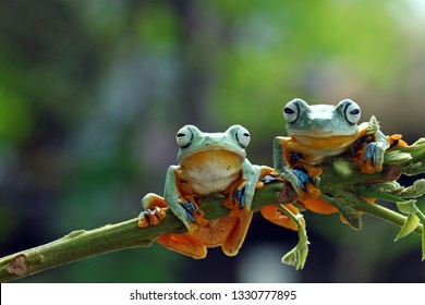 Tree frog, Flying frog sitting on branch