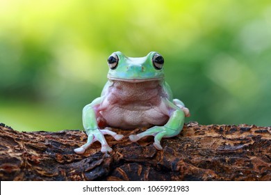 Tree frog, frogs, dumpy frog sitting on wood