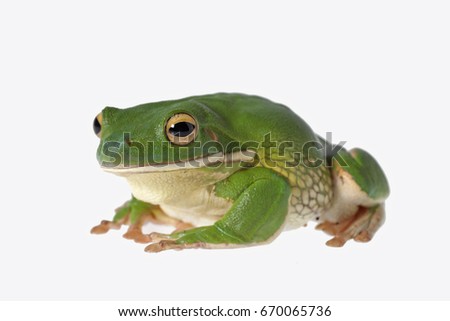 tree frog funny studio shot