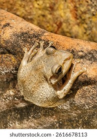 Tree frog hanging on the edge of my chimnea