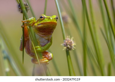 Escalada rana arbórea (Hyla