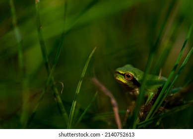 Tree Frog, Hyla (Hylidae) In A Wet Meadow.