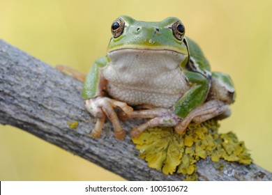 Tree frog (Hyla intermedia)  - front  portrait - Powered by Shutterstock