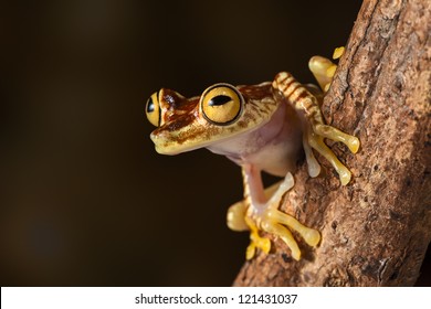 are frogs nocturnal