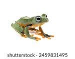 Tree frog isolated on white background, Gliding frog (Rhacophorus reinwardtii) sitting on white background, Javan tree frog closeup, Indonesian tree frog