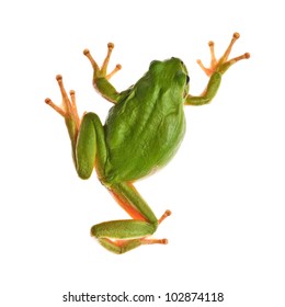 Tree Frog Isolated On White