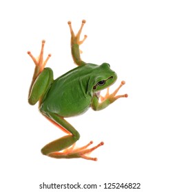 Tree Frog Isolated On White
