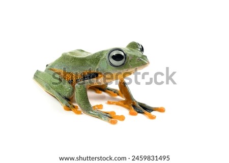 Tree frog isolated on white background, Gliding frog (Rhacophorus reinwardtii) sitting on white background, Javan tree frog closeup, Indonesian tree frog