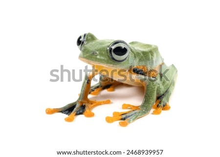 Tree frog isolated on white background, Gliding frog (Rhacophorus reinwardtii) sitting on white background, Javan tree frog closeup, Indonesian tree frog