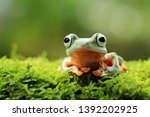 tree frog, java tree frog, flying frog sitting on moss 