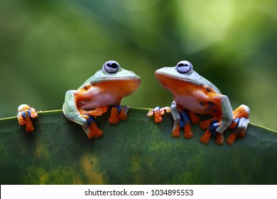 Tree frog, Javan tree frog on leaves, flying frog face to face, tropical animals