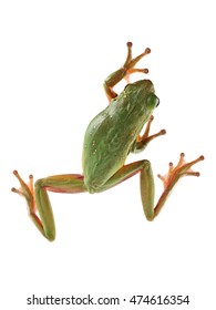 66,899 Frog white background Images, Stock Photos & Vectors | Shutterstock