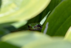 Tree Frog Looking Out From A Plant. With Its Chameleon-like Ability To Change Color, It Has Perfectly Matched Itself To The Green Leaves. 