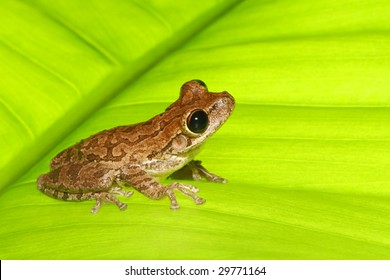 Tree Frog On Backlit Green Leaf Looking Heavenward