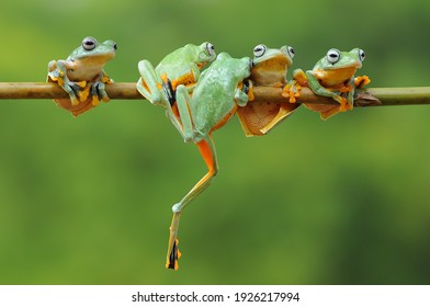 a tree frog on a bamboo stick