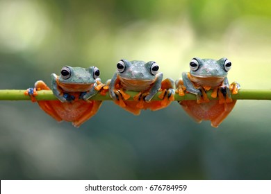 Tree frog on branch, Gliding frog (Rhacophorus reinwardtii) sitting on branch, Javan tree frog on green leaf, Indonesian tree frog,  - Shutterstock ID 676784959