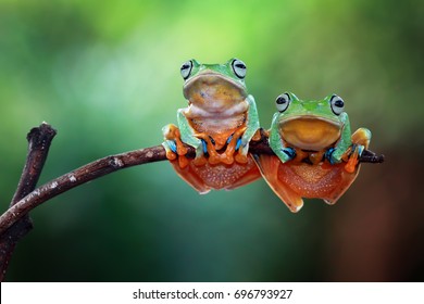 Tree frog on branch, Gliding frog (Rhacophorus reinwardtii) sitting on branch, Javan tree frog on green leaf, Indonesian tree frog,  - Shutterstock ID 696793927