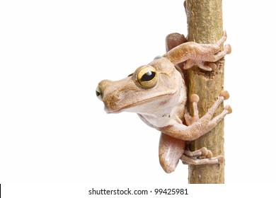 Tree frog on dry branch