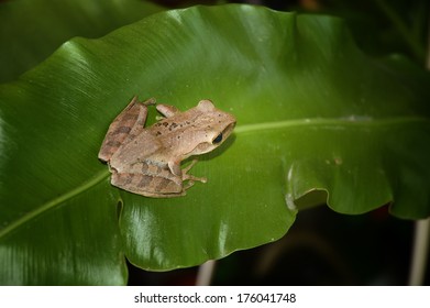 tree frog on green leaf