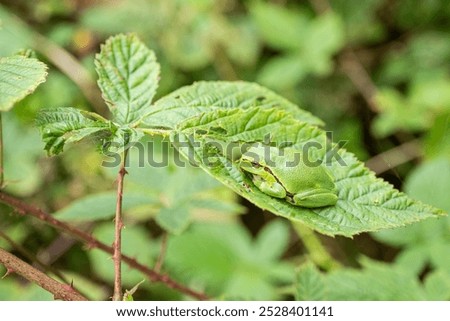 Tree frog on a green leaf