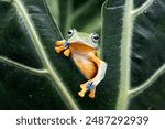 Tree frog on leaf, Gliding frog (Rhacophorus reinwardtii) on leaves, Javan tree frog on branch, Indonesian tree frog