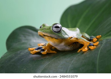 Tree frog on leaf, Gliding frog (Rhacophorus reinwardtii) sitting on leaves, Javan tree frog on branch, Indonesian tree frog