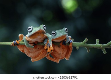 Tree frog on leaf, Gliding frog (Rhacophorus reinwardtii) sitting on leaves, Javan tree frog on branch, Indonesian tree frog