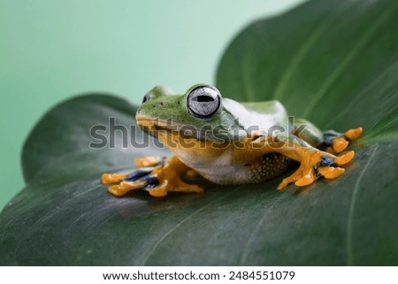 Tree frog on leaf, Gliding frog (Rhacophorus reinwardtii) sitting on leaves, Javan tree frog on branch, Indonesian tree frog