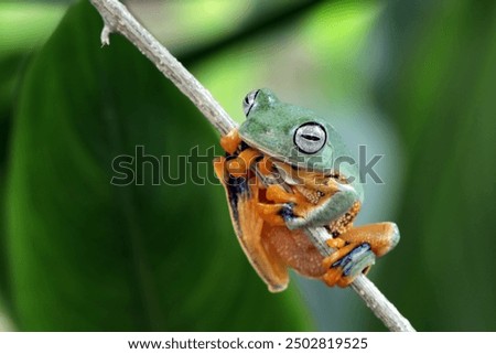 Tree frog on leaf, Gliding frog (Rhacophorus reinwardtii) sitting on leaves, Javan tree frog on branch, Indonesian tree frog