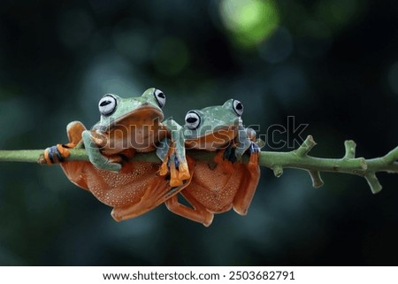 Tree frog on leaf, Gliding frog (Rhacophorus reinwardtii) sitting on leaves, Javan tree frog on branch, Indonesian tree frog