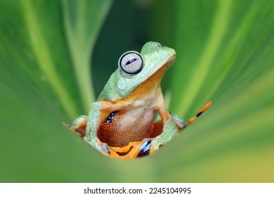 Tree frog on leaves, Gliding frog (Rhacophorus reinwardtii) sitting on branch, Javan tree frog on green leaf, flying frog looks over leaf edge